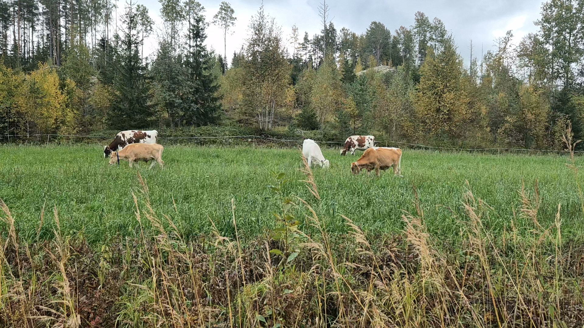 Koskelan luomumaitotila
