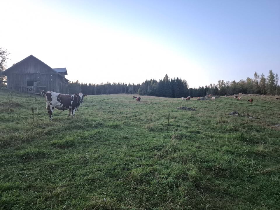 Koskelan luomumaitotila